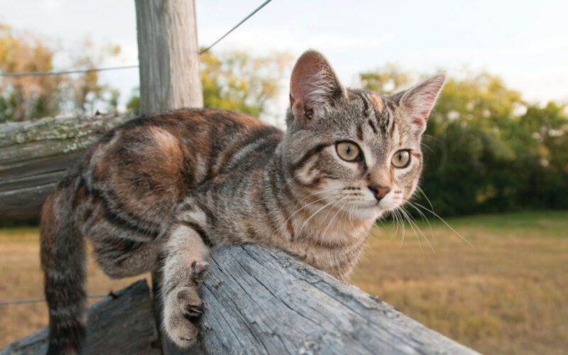 Raising Barn Cats On Rural Properties